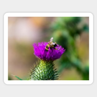 Foraging bee on a thistle bloom Sticker